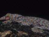 Tokay Gecko  Gecko Gecko  Cleaning its Eye with its Tongue