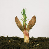 Peanut (Arachis Hypogea) Germinating Seedling with First Leaves and Cotyledons