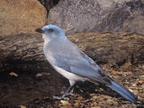 Mexican or Gray-Breasted Jay  Aphelocoma Ultramarina  Western North America