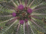 Drummond's Thistle Flowers  Cirsium Drummondii  California  USA