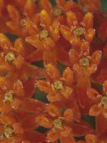 Butterfly Weed  Asclepias Tuberosa  North America