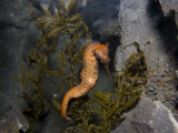 The West Australian Seahorse (Hippocampus Elongatus) Comes in a Range of Colors  Australia
