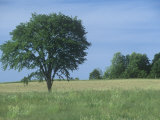 American Elm (Ulmus Americana)  North America