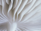 Pattern of Mushroom Gills