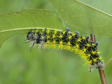 Saturnid Moth Caterpillar Eating a Leaf (Leucanella Lynx)  Ecuador