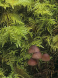 Mushrooms Growing Among Mosses on the Forest Floor