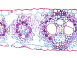 Corn  Zea Mays  Monocot Leaf Showing Vascular Bundles