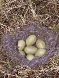 Common Eider Nest with Seven Eggs (Somateria Mollissima)  North America