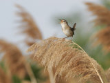 Marsh Wren (Cistothorus Palustris) Singing  North America
