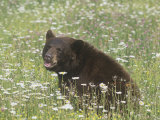 Black Bear in a Mountain Wildflower Meadow  Ursus Americanus  North America