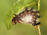 Moth Caterpillar (Eacles Masoni Tyrannus) 3rd Instar Brown Form Eating Leaf