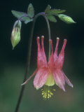 Columbine Flower  Aquilegia Canadensis  North America
