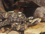 Gaboon Viper Adult and Young  Bitis Gabonica  Central Africa