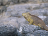 Land Iguana  Conolophus Subcristatus  South Plaza Island  Galapagos Island  Ecuador
