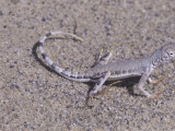 Zebra Tailed Lizard  Callisaurus Draconoides  California  USA