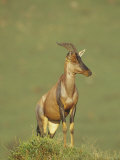 Topi Standing on an Old Termite Mound  Damaliscus Lunatus  Masai Mara  Kenya  Africa