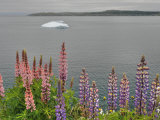Lupines (Lupinus Polyphyllus) and Iceberg