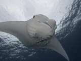 Manta Ray (Manta Birostris) with Remoras on its Fins  Micronesia