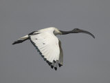 Sacred Ibis Flying  Threskiornis Aethiopicus  Lake Naivasha  Kenya  Africa