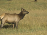 Cow Elk  Cervus Canadensis  Western North America