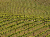 Vineyard  Sonoma Valley  California  USA