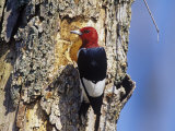 Red-Headed Woodpecker (Melanerpes Erythrocephalus) at Nest Hole in a Maple (Acer) Tree  Eastern USA