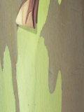 Close-Up of Rainbow Eucalyptus Tree Bark  Eucalyptus Deglupta  Australia