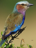 Lilac-Breasted Roller  Coracias Caudata  East Africa
