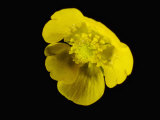 Meadow Buttercup Flower
