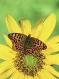 Queen of Spain Fritillary Butterfly (Issoria Lathonia)  Family Nymphalidae  England