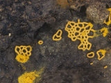 Pretzel Slime Mold (Hemitrichia Serpula)  North America