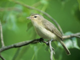 Warbling Vireo (Vireo Gilvus) in a Cottonwood  North America