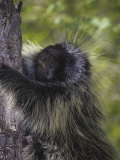 Porcupine  Erethizon Dorsatum  Climbing a Tree  Zion National Park  Utah  USA
