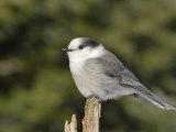 A Gray Jay  Perisoreus Canadensis  North America
