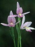 Rose Pogonia Flowers  Pogonia Ophioglossoides  a Native Orchid  Eastern USA