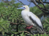 A Red-Footed Booby (Sula Sula)  Midway Atoll National Wildlife Refuge  Pacific Ocean