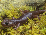 Climbing or Arboreal Salamander  Aneides Lugubris  California  USA