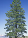 Ponderosa Pine  Pinus Ponderosa  Western USA
