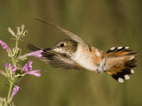 Rufous Hummingbird Female (Selasphorus Rufus) Feeding at a Hyssop Flower (Agastache)  Arizona  USA