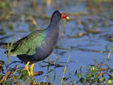 Purple Gallinule  Porphyrula Martinica  Florida  USA