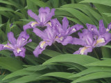 Crested Dwarf Iris  Iris Cristata  Eastern North America