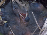 Yellow-Headed Blackbird Young in the Nest (Xanthocephalus Xanthocephalus)  North America