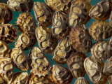 Sainfoin Seeds