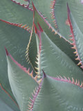Succulent Leaves and Protective Spines of Shaw's Century Plant  Agave Shawii  California  USA