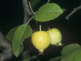Wild Crabapples  Pyrus Coronaria