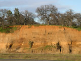 Soil Developed on River Deposits Sacramento Valley  California  USA