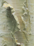 White or Paper Birch Bark  Betula Papyrifera  North America