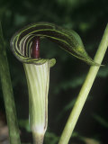 Jack-In-The-Pulpit  Arisaema Atrorubens  Eastern North America