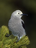Clark's Nutcracker  Nucifraga Columbiana  Western North America