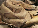 Osage Copperhead  Agkistrodon Contortrix Phaeogaster   Missouri  USA